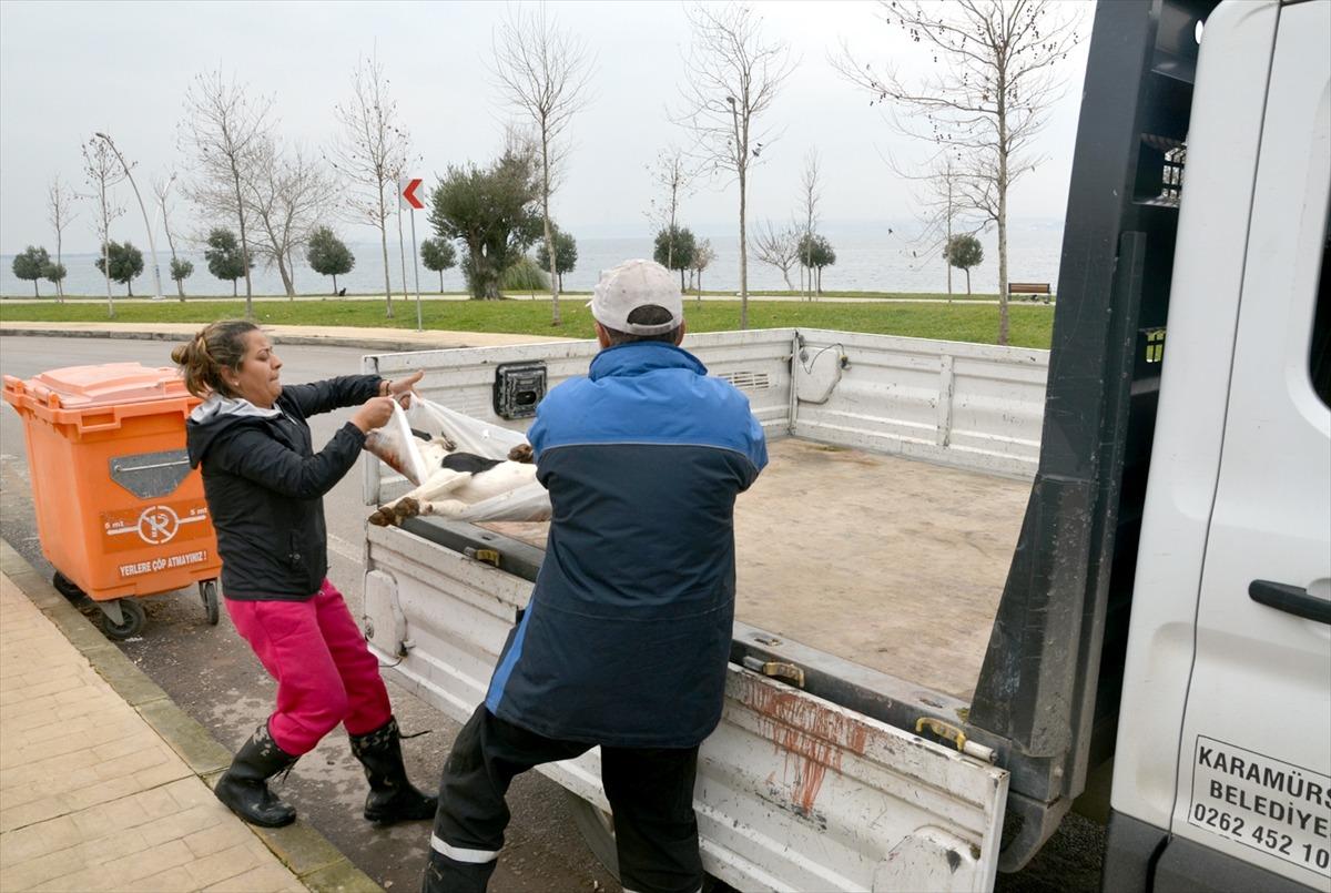 Kocaeli'de 3 sokak k&ouml;peğinin &ouml;l&uuml;m&uuml;ne ilişkin soruşturma