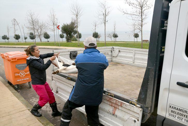 Kocaeli'de 3 sokak köpeğinin ölümüne ilişkin soruşturma G1