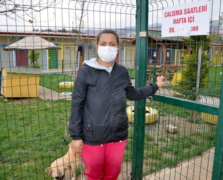 Kocaeli'de 3 sokak köpeğinin ölümüne ilişkin soruşturma G2