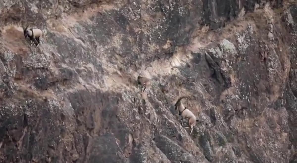 Nadir g&ouml;r&uuml;yorlardı, droneye yakalandılar