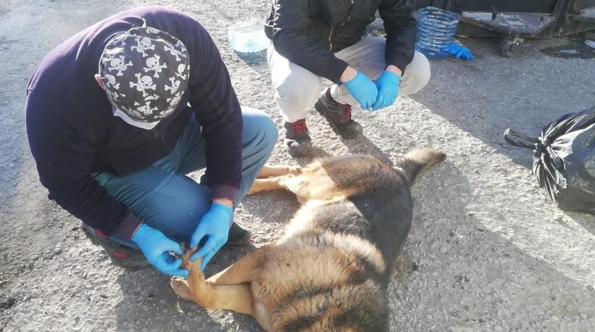 Yaralı k&ouml;pek tedavi altına alındı