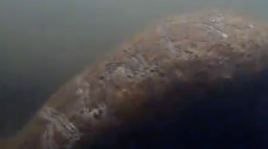 Florida&rsquo;da sırtına 'Trump' adının kazındığı bir deniz ineği keşfedildi