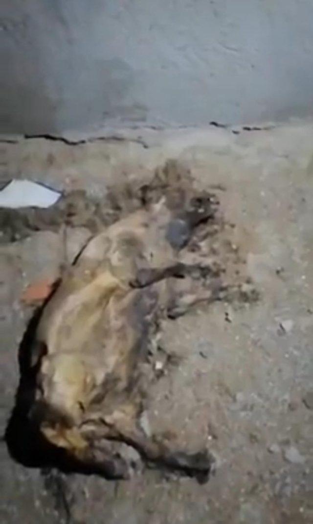 Çay’daki hayvan barınağında dehşete düşüren görüntüler 1