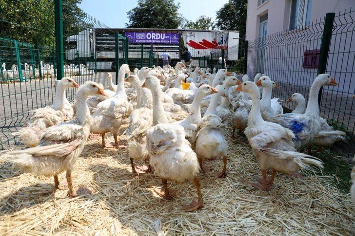 Ordu, kırsal kalkınmanın başkenti oluyor G4