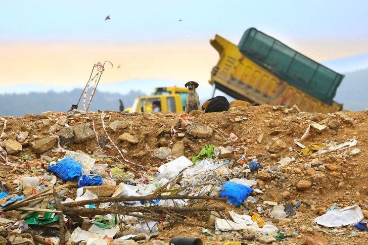 Büyükşehir’den sokak hayvanlarına sıcak yuva G2