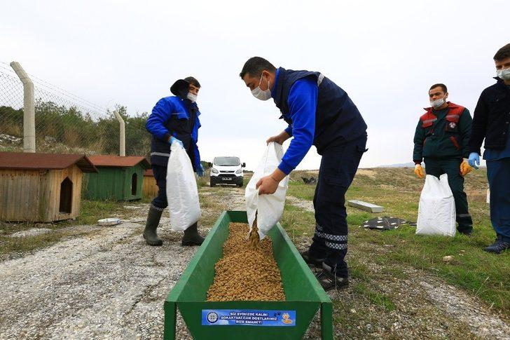 Büyükşehir’den sokak hayvanlarına sıcak yuva G3