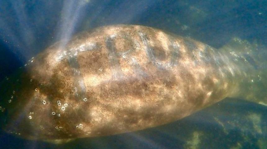 ABD denizayısının &uuml;zerine "Trump" yazan kişiyi arıyor