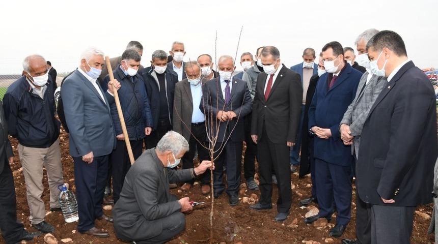 Model bah&ccedil;ede badem fidanları toprakla buluşturuldu