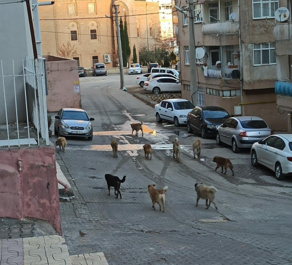 Mardin&rsquo;de vatandaşlar sokakta gezen başıboş k&ouml;peklerden rahatsız