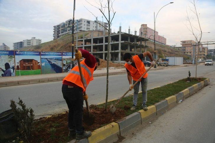 Cizre’de daha yeşil bir çevre için çalışmalar sürüyor G2