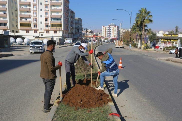 Cizre’de daha yeşil bir çevre için çalışmalar sürüyor G3