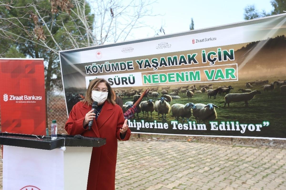 &Ccedil;İft&ccedil;ilere y&ouml;nelik k&uuml;&ccedil;&uuml;kbaş hayvan desteği başladı