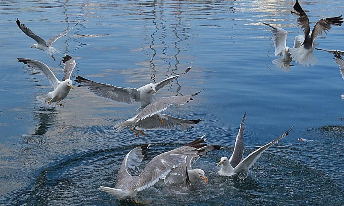 Erdek&rsquo;te martılar ekmek ve simitle besleniyor