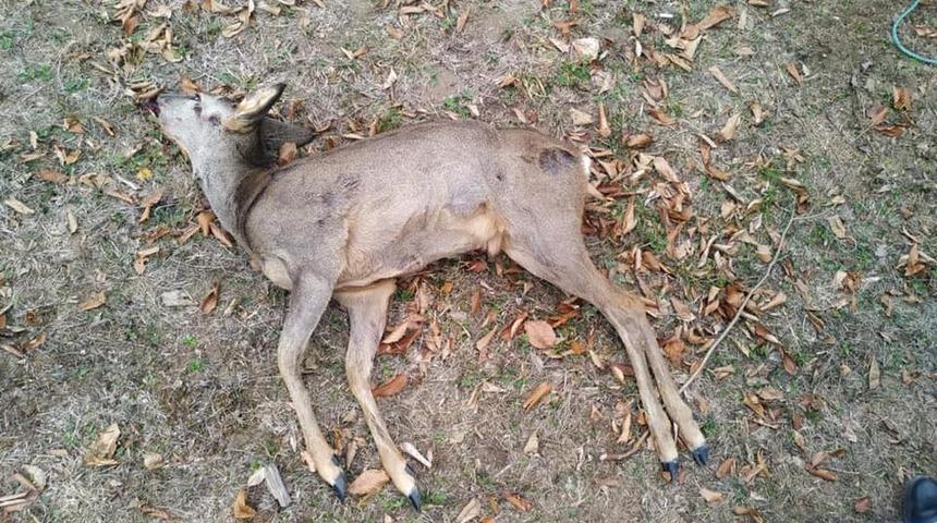 Sokağa &ccedil;ıkma kısıtlamasında karaca avlayanlara ceza yağdı