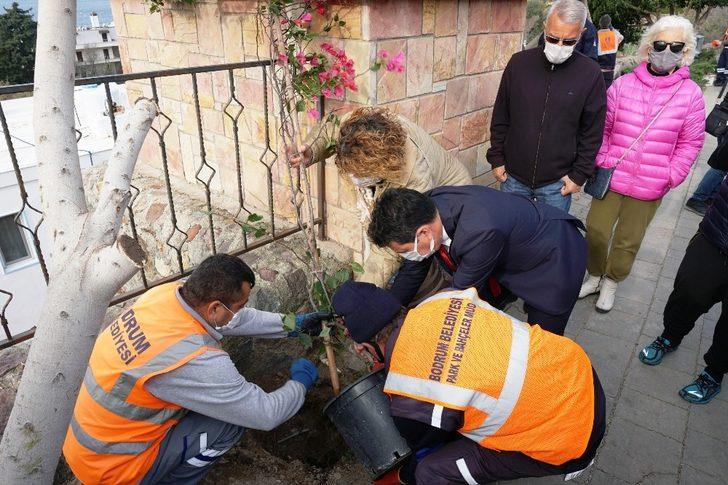 Bodrum’da şehit pilot anısına dikilen ağaçları kestiler G3