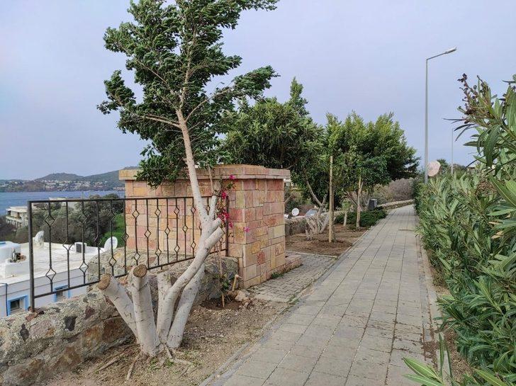 Bodrum’da şehit pilot anısına dikilen ağaçları kestiler G4