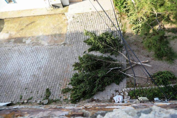 Bodrum’da şehit pilot anısına dikilen ağaçları kestiler G5