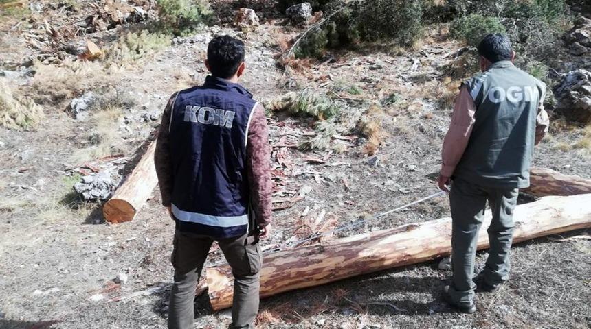 Orman&rsquo;da 2 milyon liralık vurgun operasyonu
