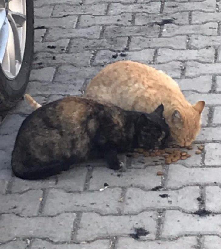 Kendi imkanları ile sokak hayvanlarına yem bırakıyor G3