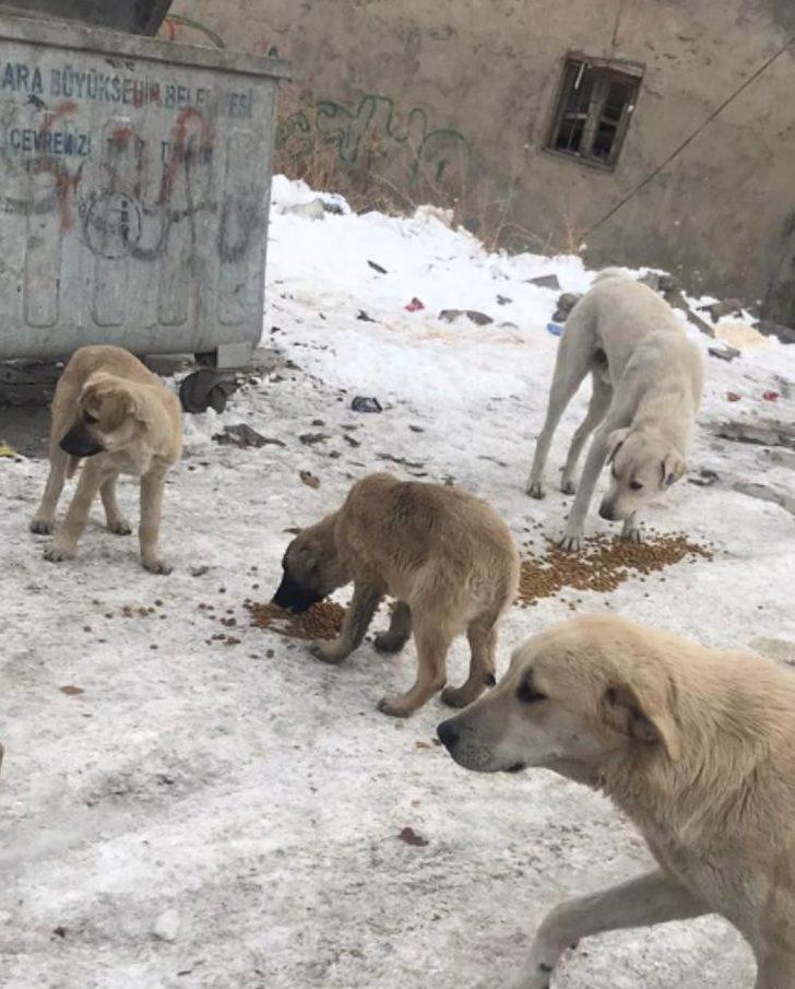 Kendi imkanları ile sokak hayvanlarına yem bırakıyor G4