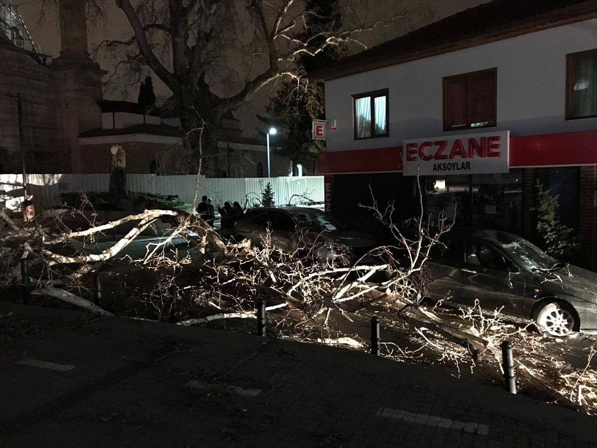 Bursa'da lodosun devirdiği &ccedil;ınar, park halindeki ara&ccedil;ların &uuml;zerine d&uuml;şt&uuml;