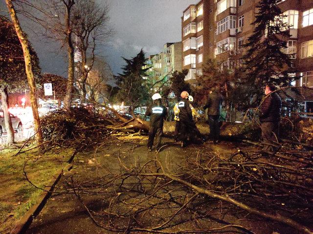 besiktasta-asirlik-cinar-agaci-devrildi_3818_dhaphoto3