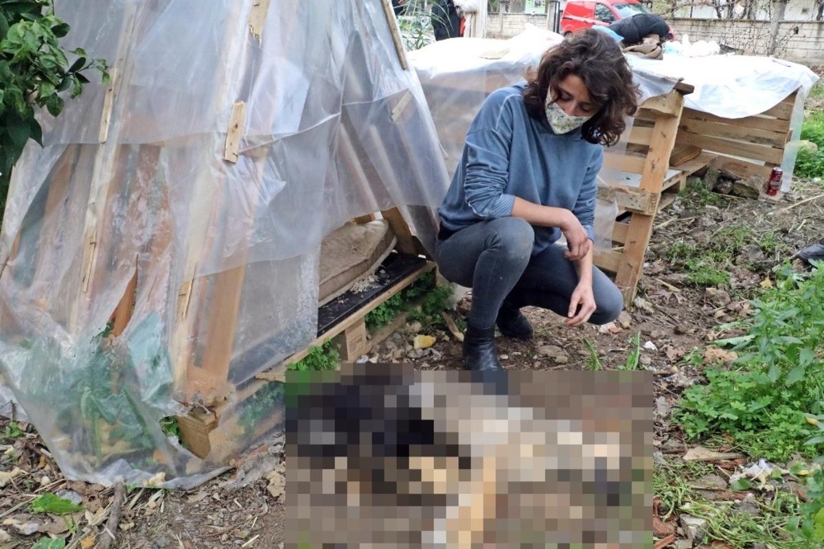 Her akşam beslediği yavru k&ouml;pekleri bir g&uuml;n beslemedi, sabah geldiğinde &ouml;l&uuml;leriyle karşılaştı