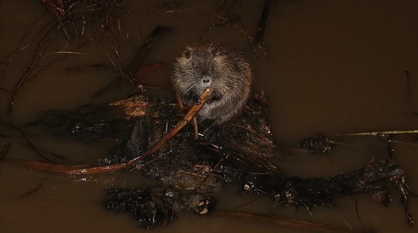 'Kırmızı alarm' verilen Tunca Nehri'nde su maymunları görüntülendi