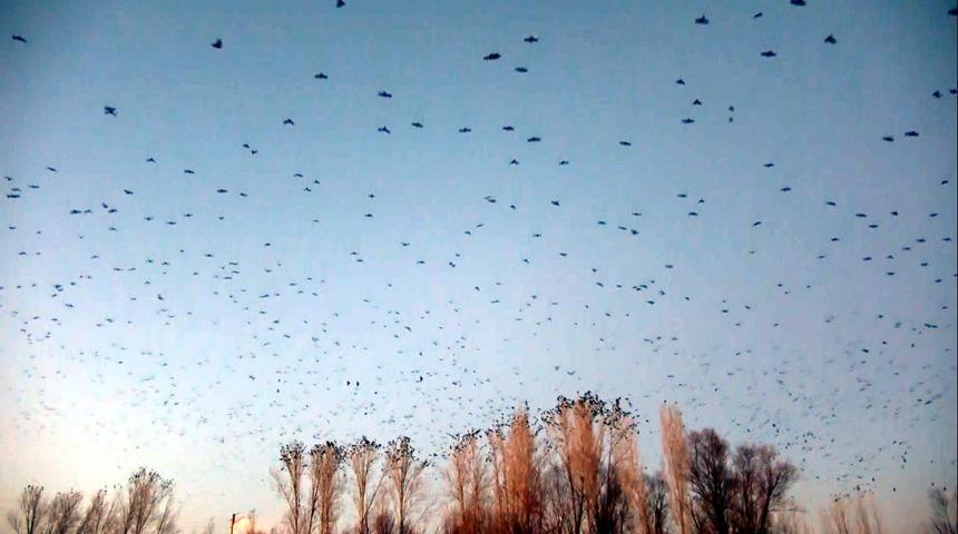 Van'daki 'karga' istilası vatandaşı korkutuyor: Her gün aynı saatlerde geliyorlar