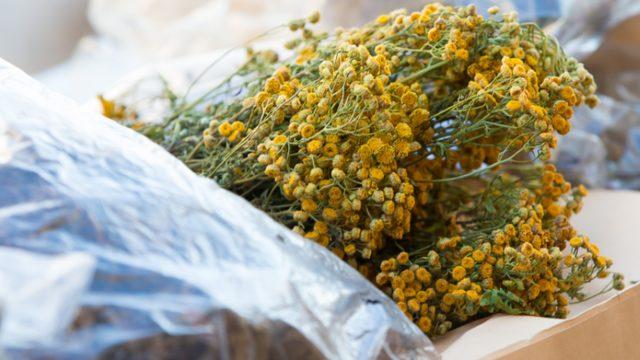 Sivilceleri önlemek için hangi bitkiler tüketilmeli? Mikropları öldüren civan perçemi ve...