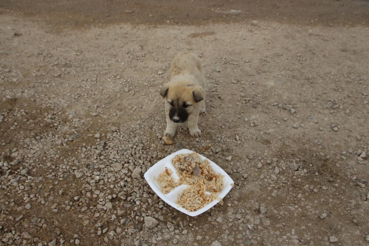 Eğitimcilerden sokak hayvanlarına yardım eli