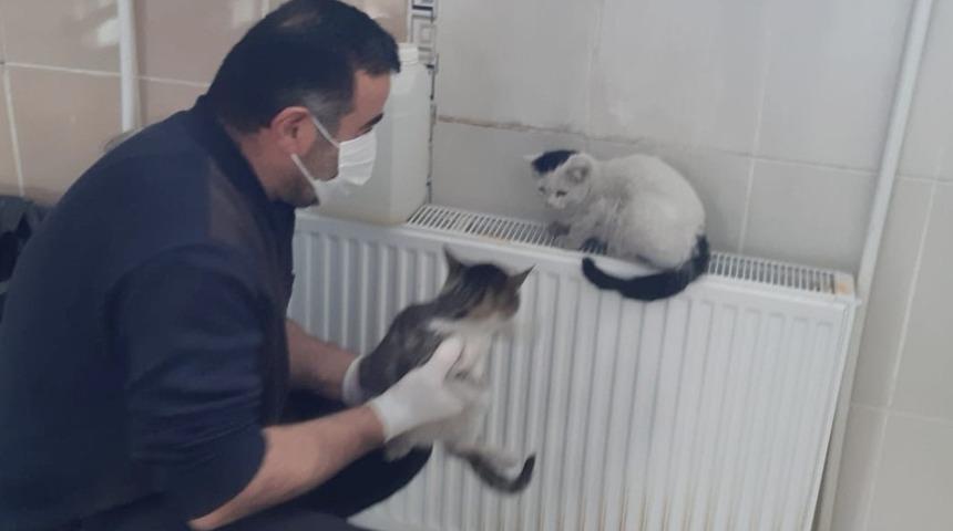 Hakkari&rsquo;deki sokak kedileri emin ellerde