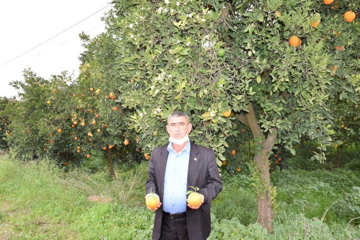 Kumluca&rsquo;da kış ortasında meyve veren ağa&ccedil;lar vatandaşı şaşırttı