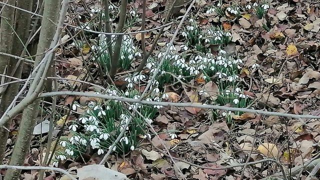 Bilecik’e kış gelmeden kardelen çiçekleri açtı