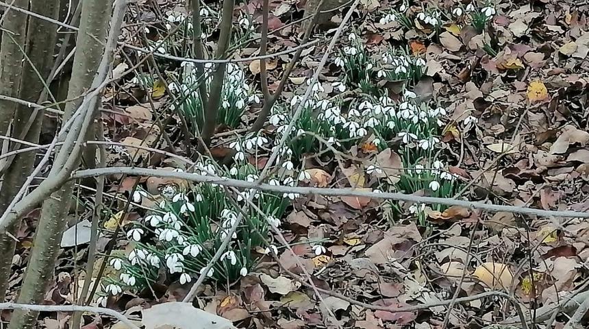 Bilecik’e kış gelmeden kardelen çiçekleri açtı