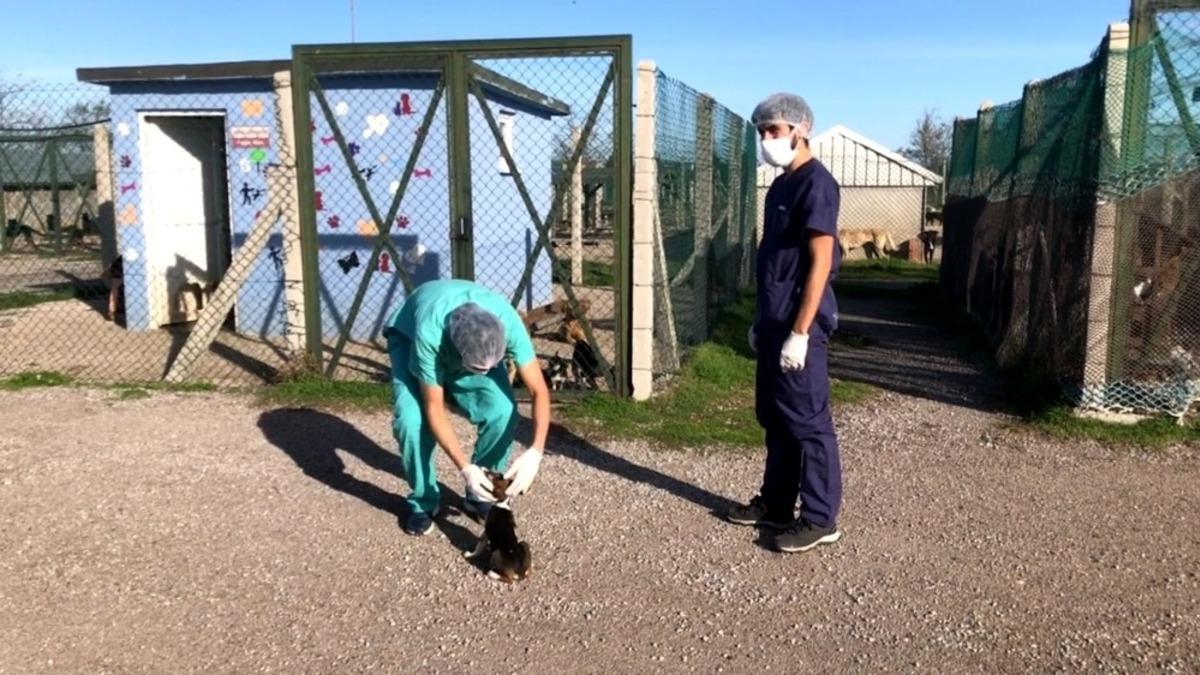 Cezayirli ve İspanyalı veteriner hekimlerden sokak hayvanlarına bakım ve tedavi