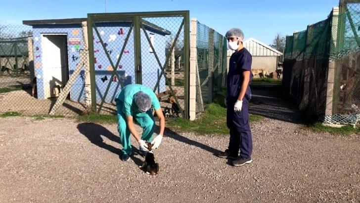 Cezayirli ve İspanyalı veteriner hekimlerden sokak hayvanlarına bakım ve tedavi G1