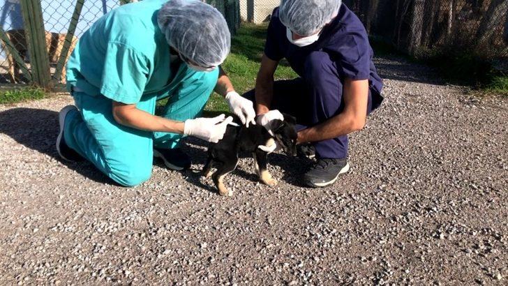 Cezayirli ve İspanyalı veteriner hekimlerden sokak hayvanlarına bakım ve tedavi G2