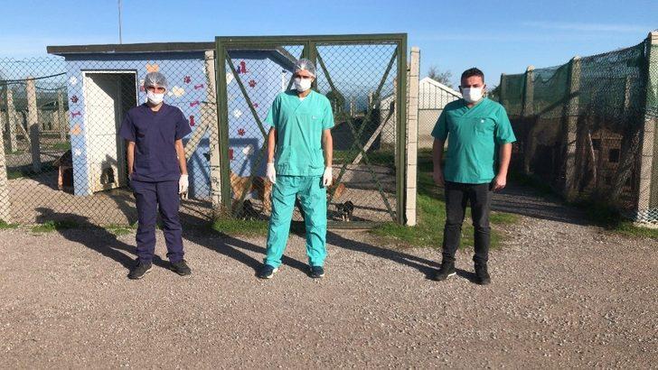 Cezayirli ve İspanyalı veteriner hekimlerden sokak hayvanlarına bakım ve tedavi G3