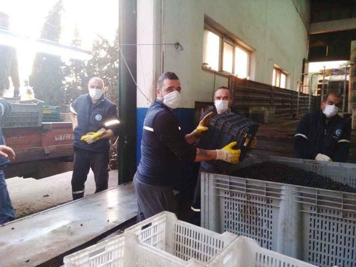 Erdek’te zeytin alımları sona erdi G1