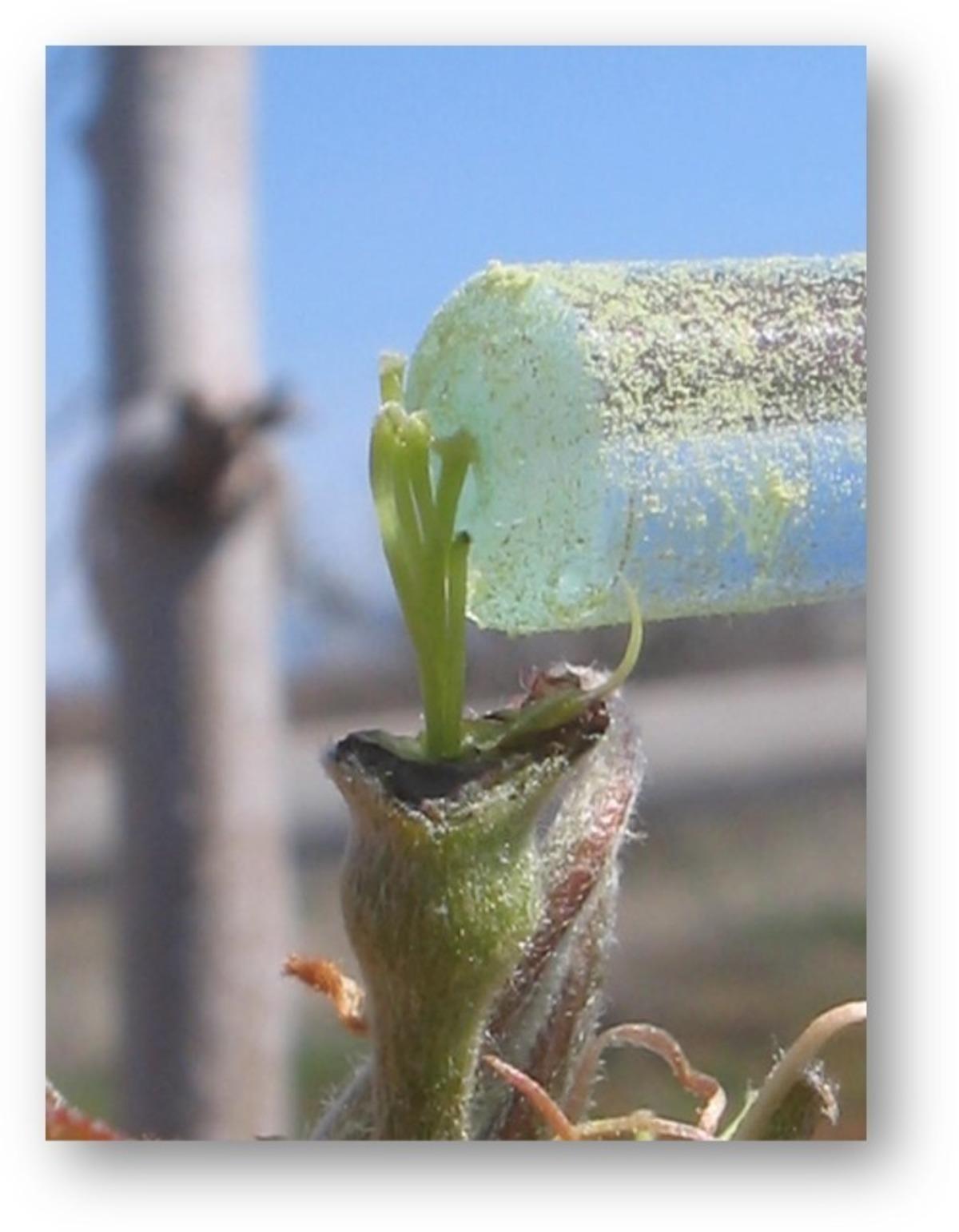 Armudun ıslahı projesine T&Uuml;BİTAK&rsquo;dan destek