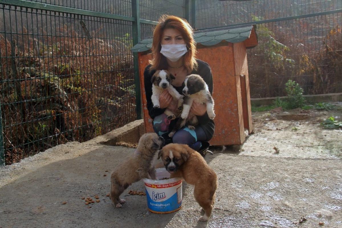 Giresun&rsquo;da &Ccedil;evre, Doğa ve Hayvanları Koruma polislik uygulaması hizmette