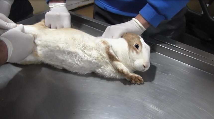 Yaralı tavşan tedavi altına alındı