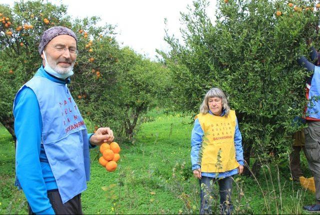 Datça’da 200 kilogram mandalina ihtiyaç sahiplerine dağıtıldı