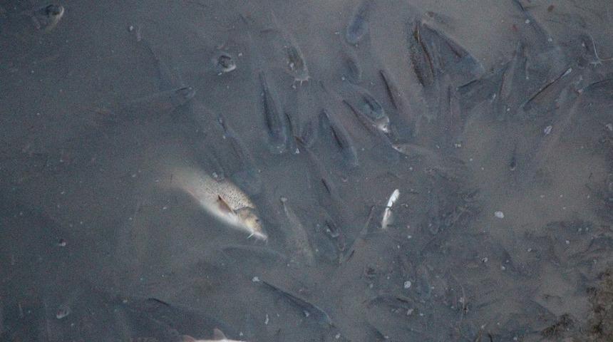 Amasya Valiliği, Yeşilırmak’ta balık tutulmasını yasakladı