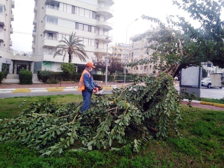 Büyükşehir fırtınadan devrilen ağaçlara müdahale etti G1