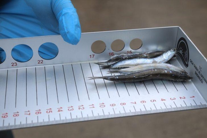 Van’da balon balığı denetimleri sürüyor G2