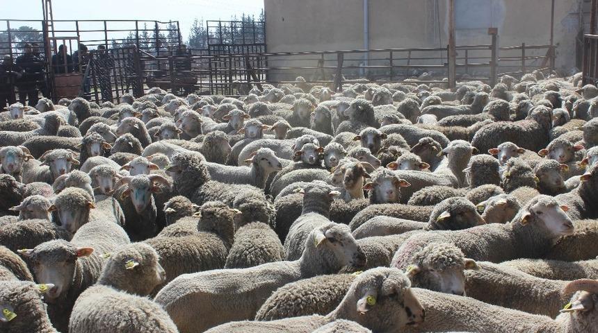 Hayvancılığa  5 milyon 403 bin TL destek verildi