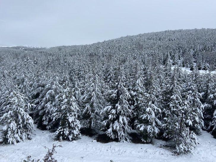 Beyaz örtülü çam ağaçları büyüledi G2