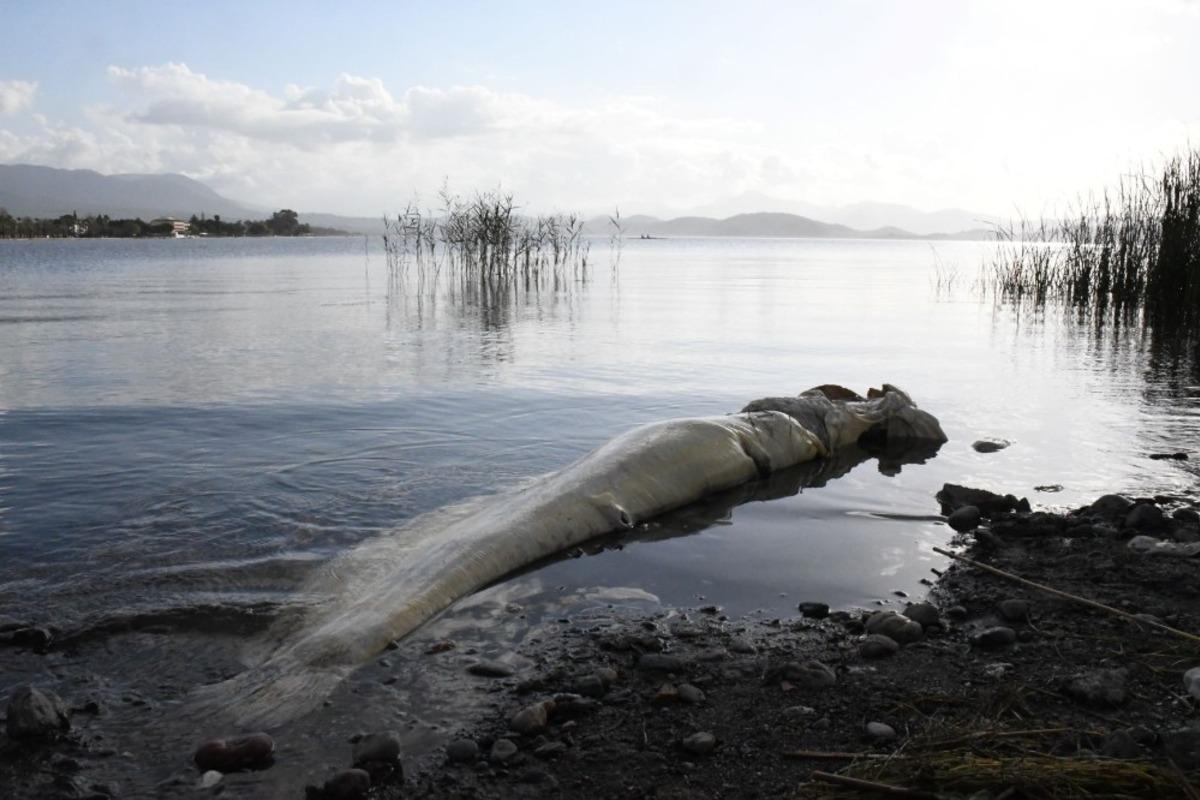 K&ouml;yceğiz g&ouml;l&uuml;nde &ouml;l&uuml; Yayın Balığı sahile vurdu